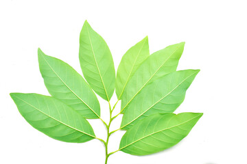 Annona leaves, isolated on a white background.