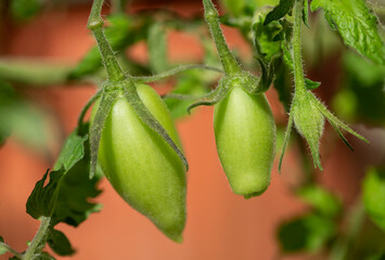 unripe tomatoes closeup.