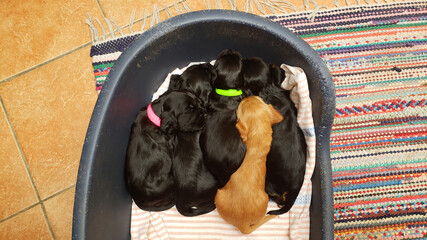Cocker Spaniel Welpen