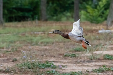 Fototapeta premium mallard duck flying in a park