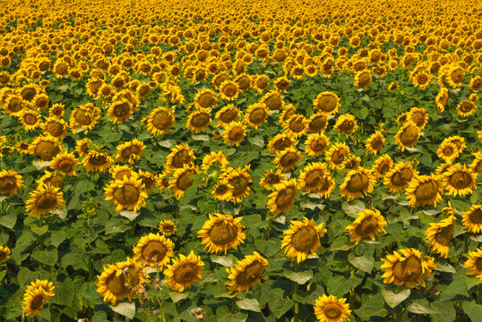 Sonnenblumenfeld mit voll blühenden Sonnenblumen. Bildfüllend.