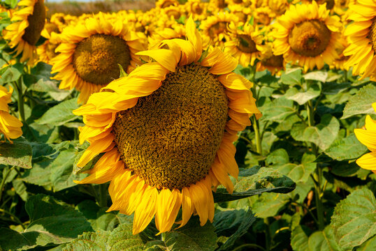 Große Sonnenblume in einem Sonnenblumenfeld an einem sonnigen Tag