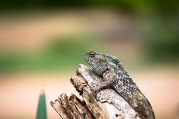 The oriental garden lizard, eastern garden lizard, bloodsucker or changeable lizard resting on the plant branch in its natural environment
 