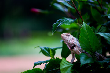 The oriental garden lizard, eastern garden lizard, bloodsucker or changeable lizard resting on the plant branch in its natural environment
 