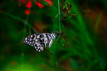 Papilio butterfly or The Common Lime Butterfly resting on the flower plants in its natural habitat in a nice soft green background Papilio butterfly or common lime butterfly clap the wings on the flo