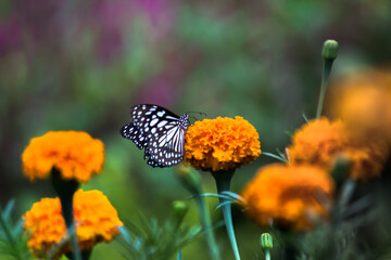 Blue spotted milkweed butterfly or danainae or milkweed butterfly feeding on the Marigold flower plants during springtime

