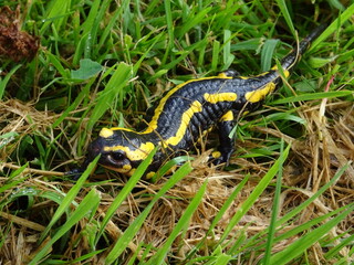 Salamandre