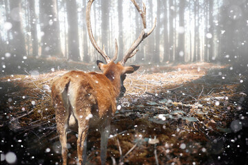 Hirsch bei Schneetreiben im Wald