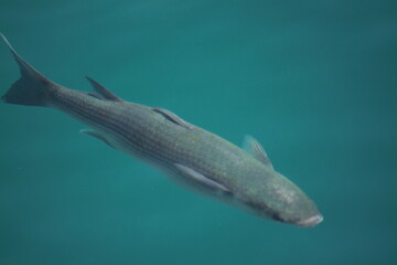 mullet fish