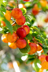 Branch of plum tree full with fruits