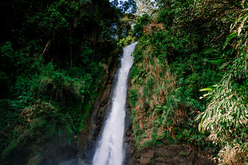 Waterfall surrounded by green trees and plans in the jungle
