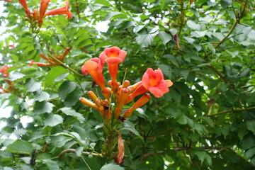 Closed bds and reddish orange flowers of Campsis radicans in July