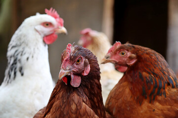 Chickens on a farm, poultry in village. Brown and white hens in a coop