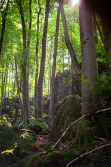 Fototapeta premium Deciduous trees with mossy rocks in the background