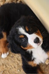 Chiot bouvier bernois couché. 