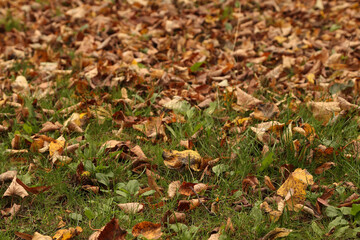 autumn leaves in the grass