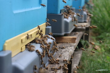 Fototapeta na wymiar bees fly in the apiary at the end of August. Honey bees collect pollen in Poland's fields
