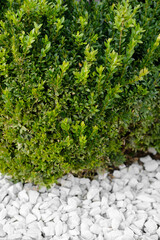 Green grass growing on the lawn between decorative stones, landscaping.Close-up