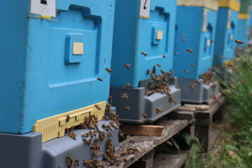 bees fly in the apiary at the end of August. Honey bees collect pollen in Poland's fields