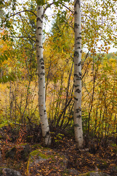Birch stems with autumn colored leaves