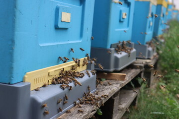 bees fly in the apiary at the end of August. Honey bees collect pollen in Poland's fields