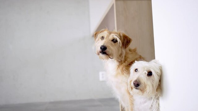  two pet dogs standing indoors by the wall copy space 