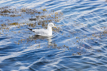 Mouette à Vannes