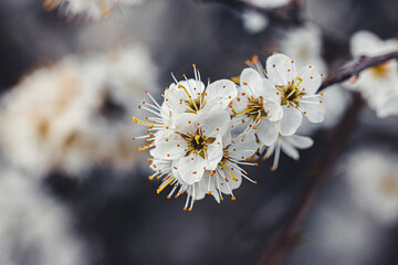 close up of flowers on a branch, spring