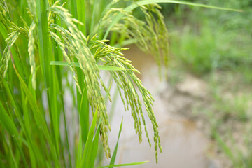 Rice in the field ready to be harvested in northern Thailand