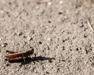 Small insect on textured background