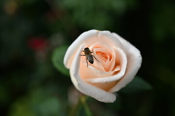A bee drinks water on a cream-colored rose.
