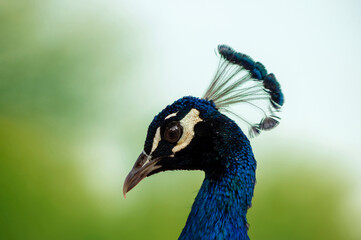Naklejka premium Portrait of a wild beautiful peacock on a green blur background on a sunny day