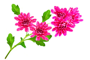 Colorful autumn flowers of chrysanthemum