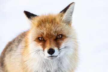Red fox portrait