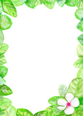 watercolor leaf frame with green leaves with white flower, 
isolated on white background,for design or decoration