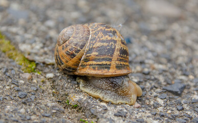 Eine Schnecke mit Haus
