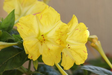 Beautiful flowers giving joy close-up. Flowers are always positive emotions. 