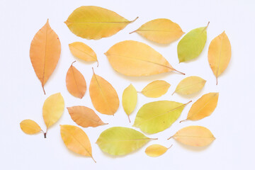 Texture of yellow leaves of trees on a light background. 
