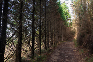 path in a forest in the mountains of vizcaya one autumn day