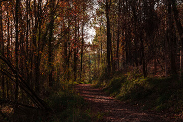 path in a forest in the mountains of vizcaya one autumn day