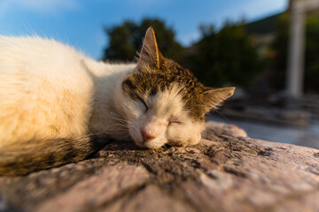 トルコ　エフェソスの古代都市遺跡で寝ている猫