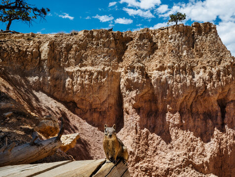 Golden-mantled ground squirrel along Navajo Loop Trail, Bryce Canyon National Park, Utah