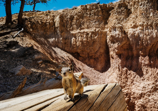 Golden-mantled ground squirrel along Navajo Loop Trail, Bryce Canyon National Park, Utah