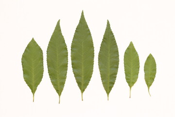 The texture of green leaves of trees on a light background. 