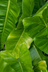 leaf background with raindrops