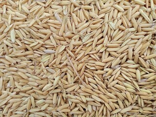 background of rice