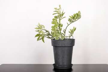 he green plants are potted on a black table set off against a white background. Interior Greenery, aesthetics of life.