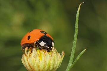 seven-spot ladybird on a flower