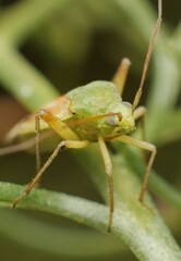 green Orthotylus in great detail