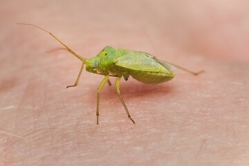 green Orthotylus in great detail